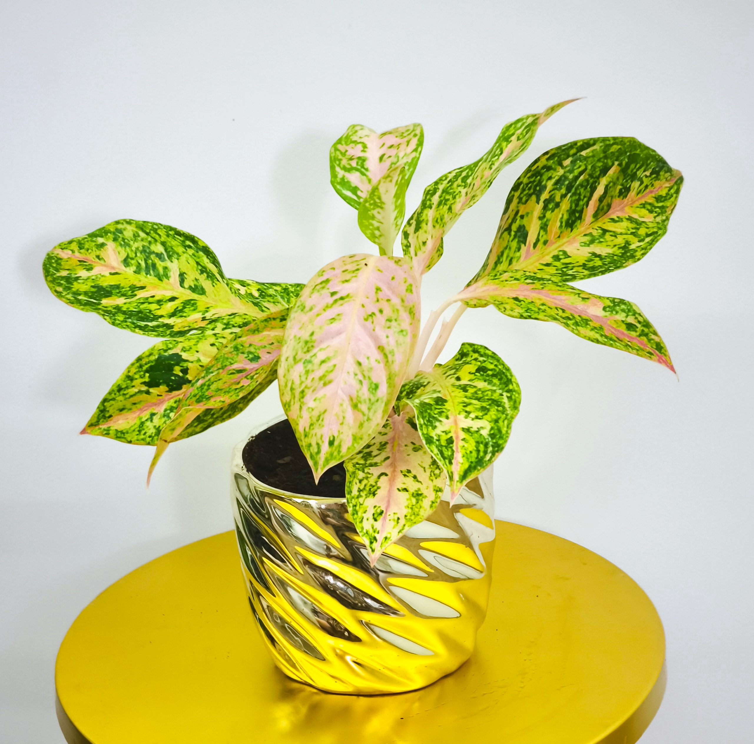 Aglaonema