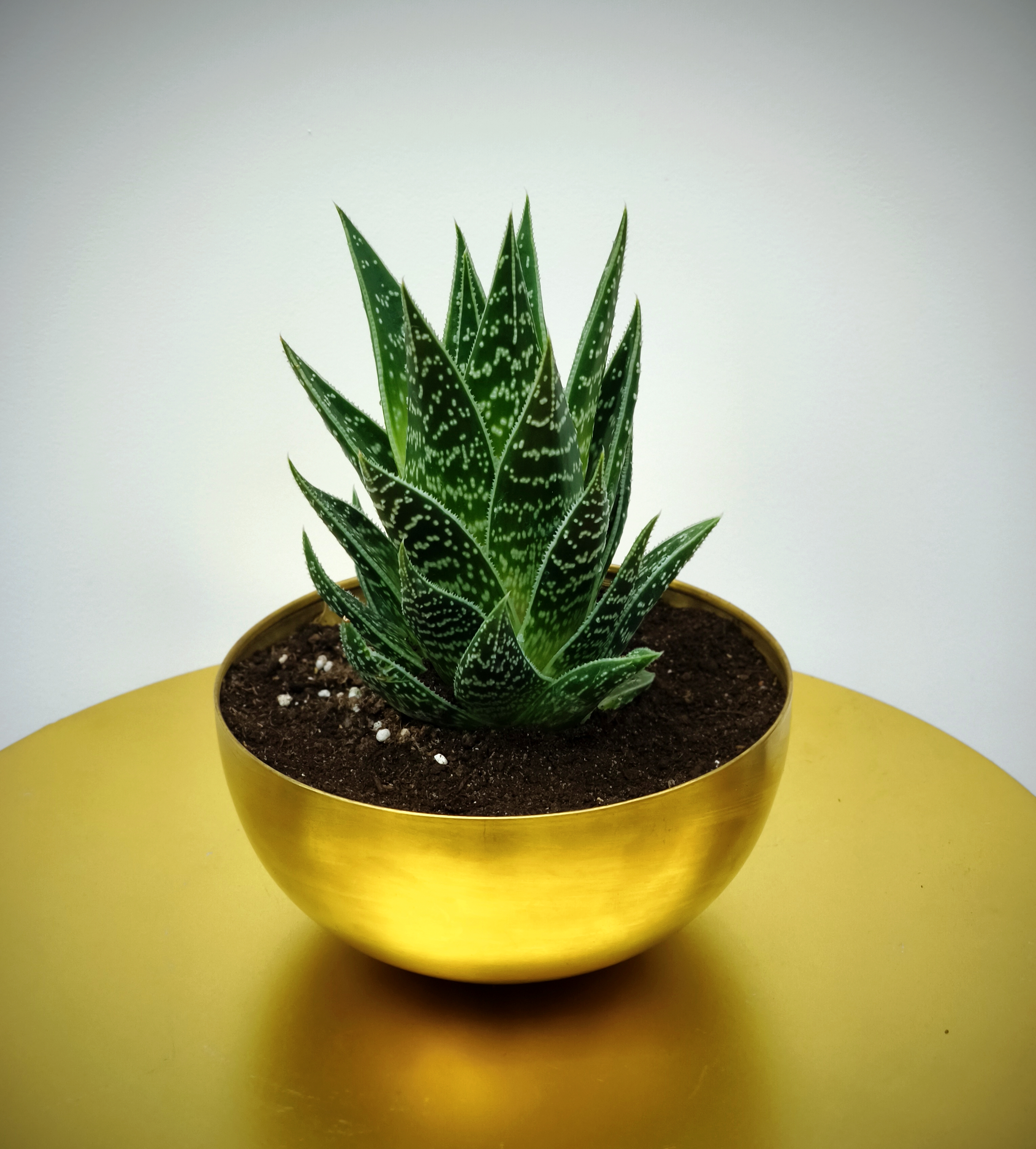 Aloes Tiki Tahi