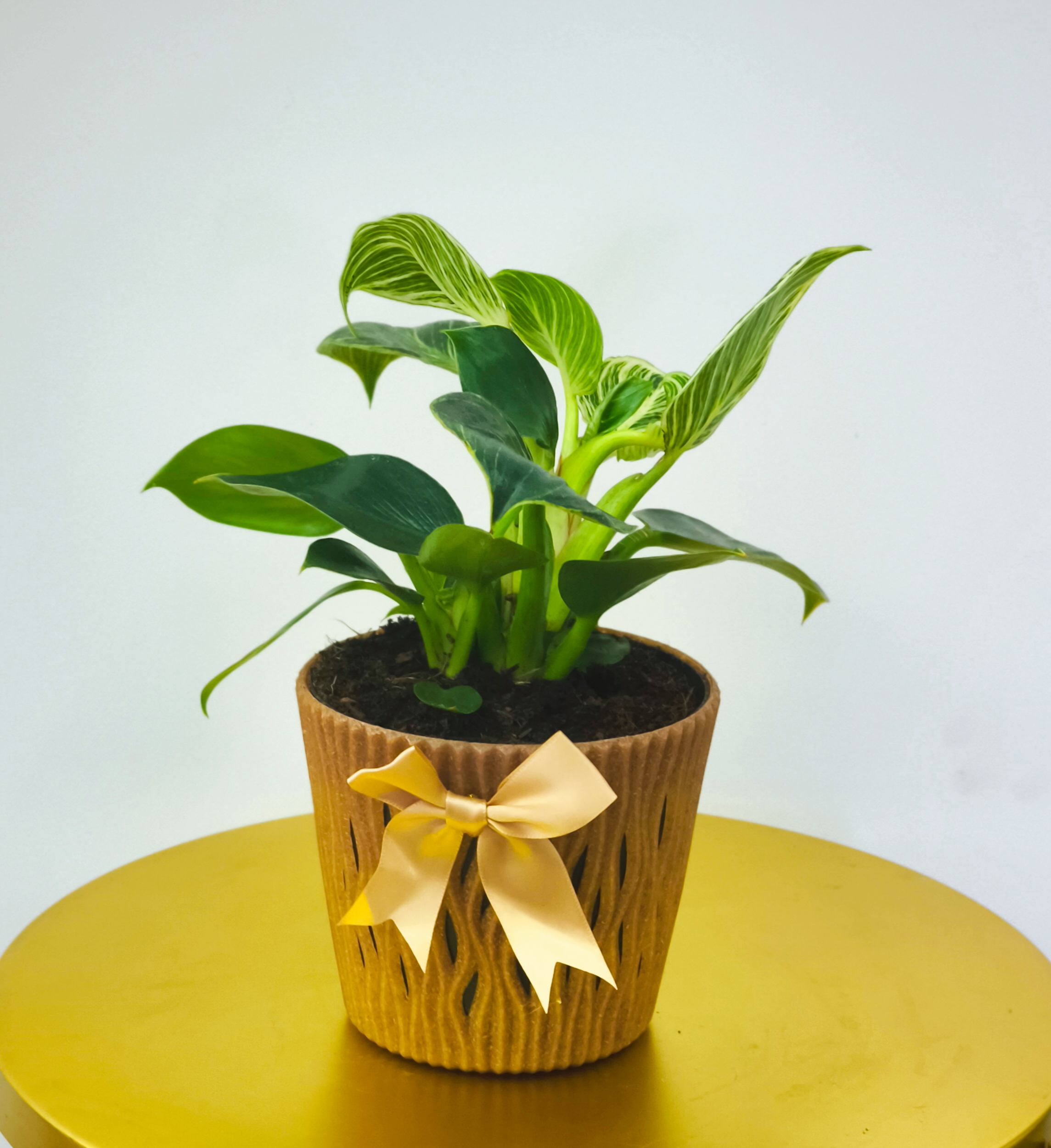 Filodendron birkin