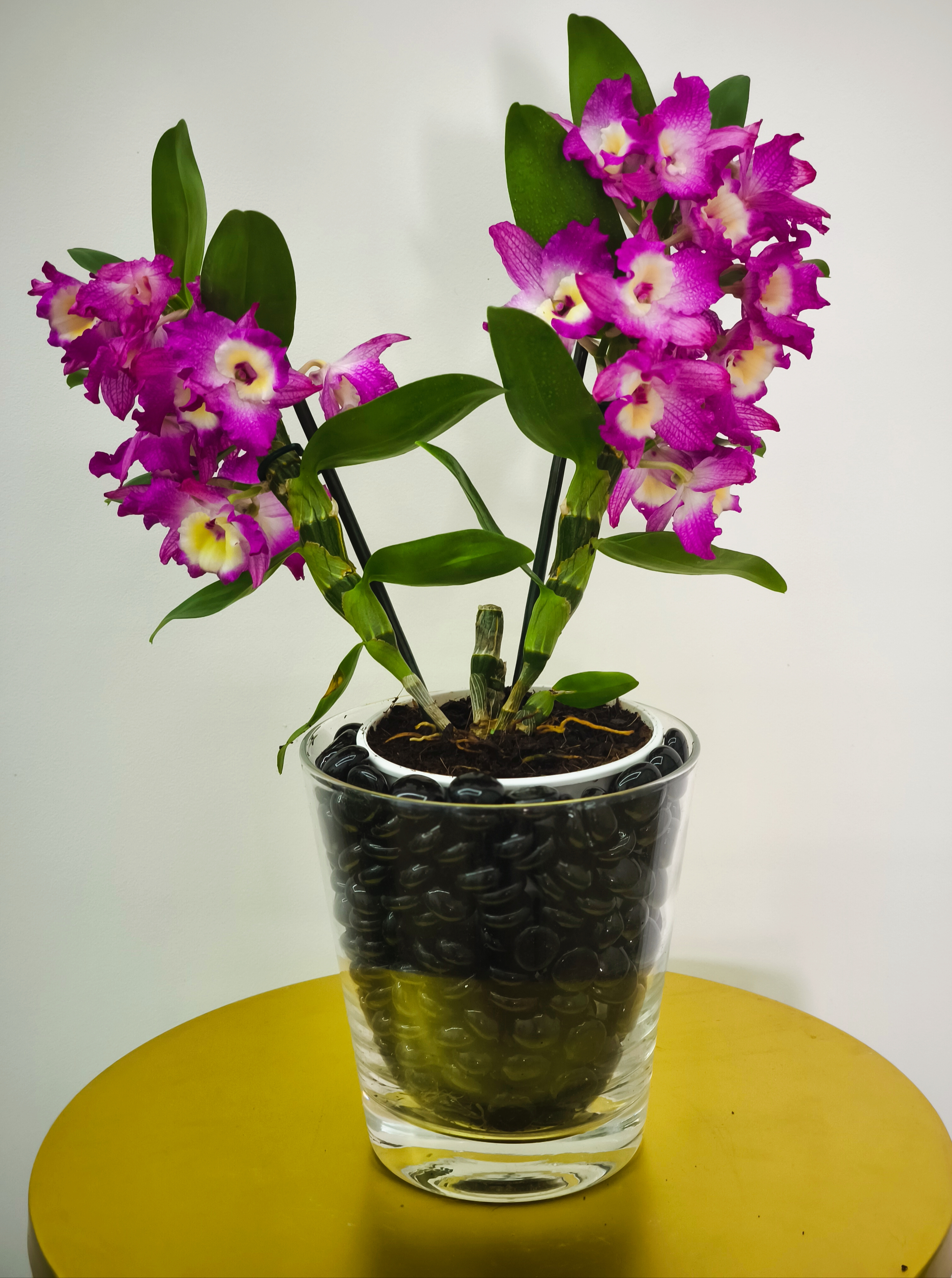 Dendrobium