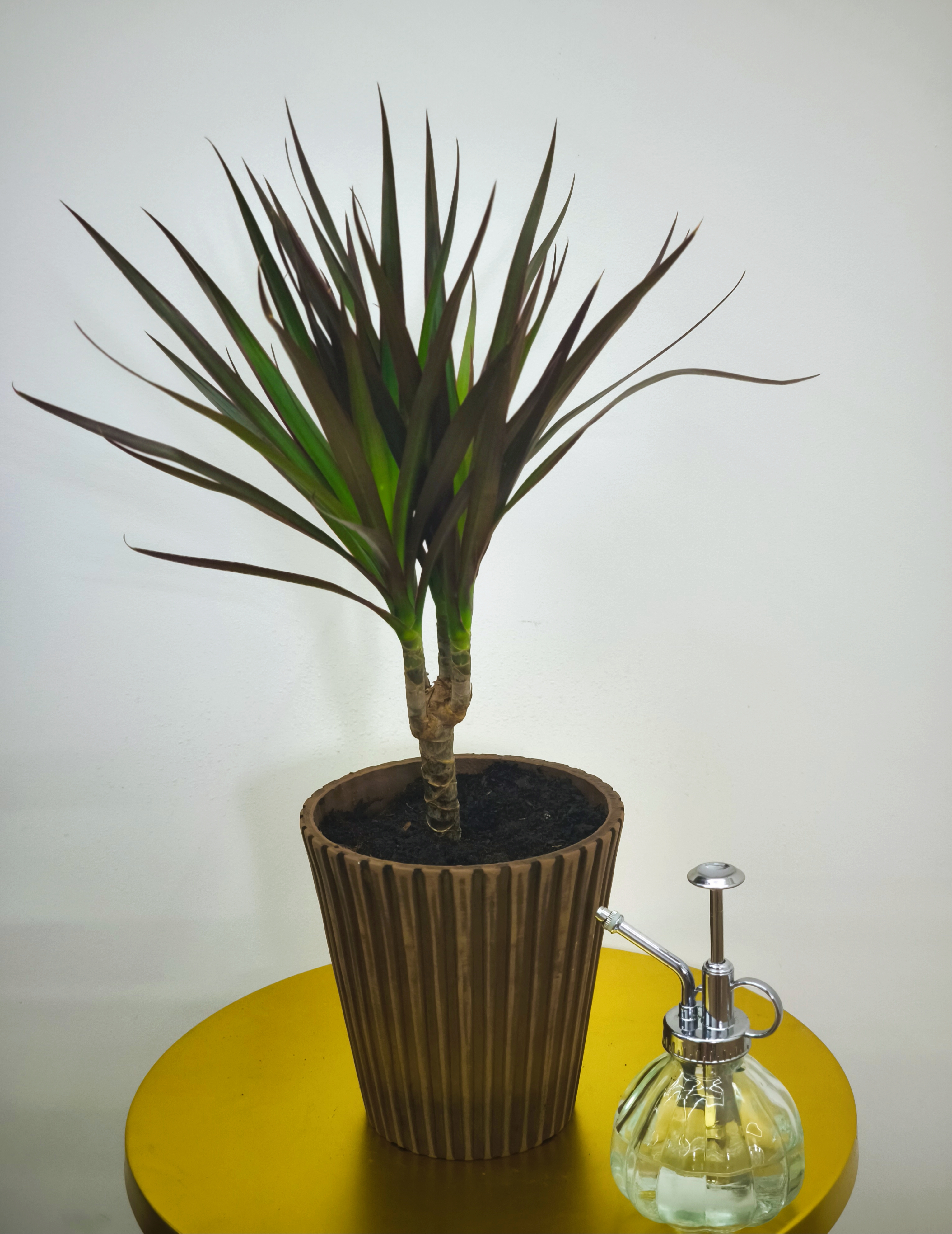 Dracena