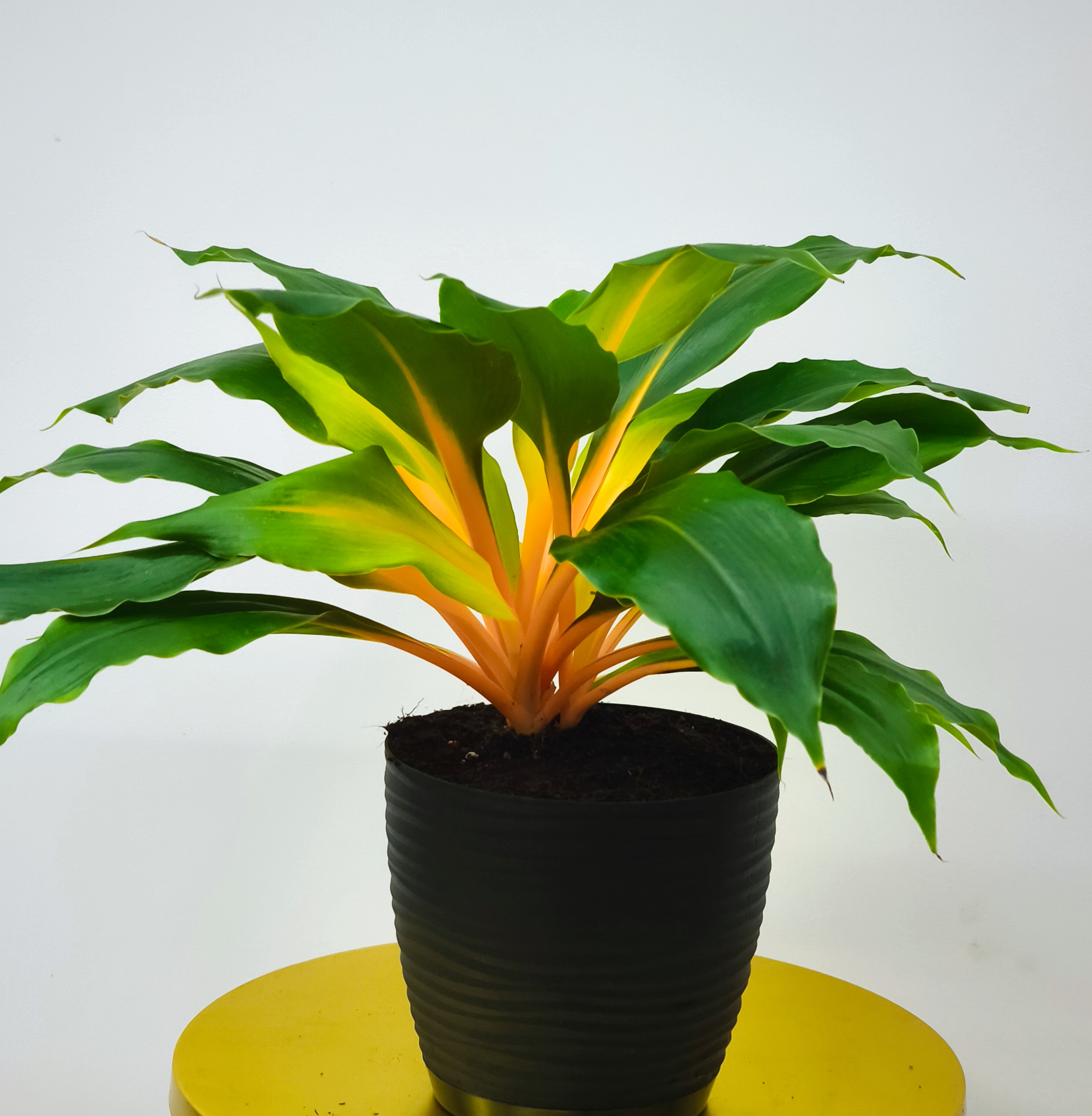 Zielistka Green Orange